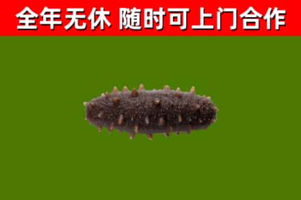 塔河烟酒回收干海参.jpg